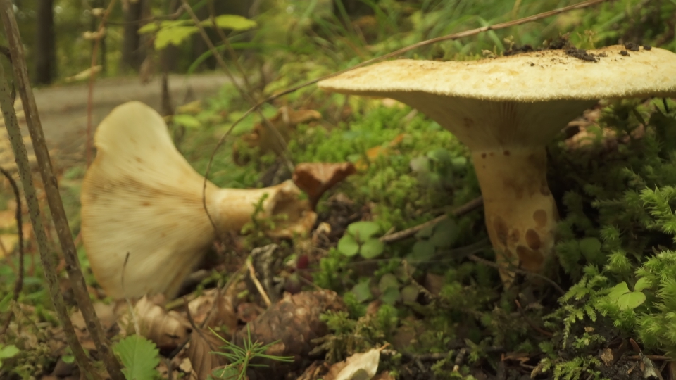 Funghi commestibili crescono nel bosco