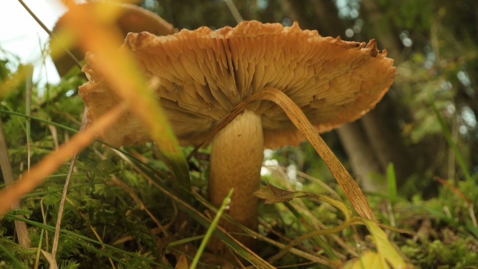 Inedible mushrooms in the woods