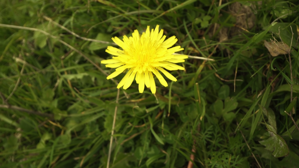 Yellow Dandelion Flower in Bloom