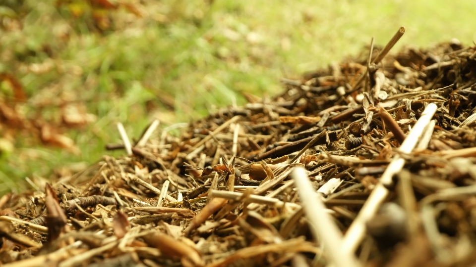 Anthill with black ants