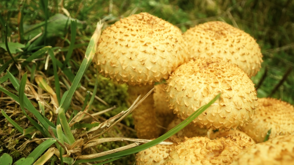 Funghi commestibili crescono nel terreno