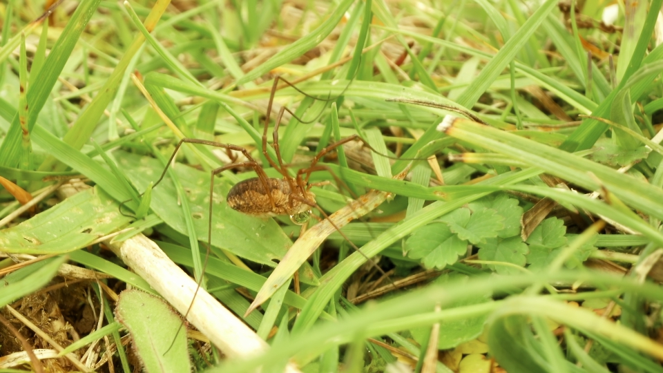 Long-Legged Spider Among the Grass