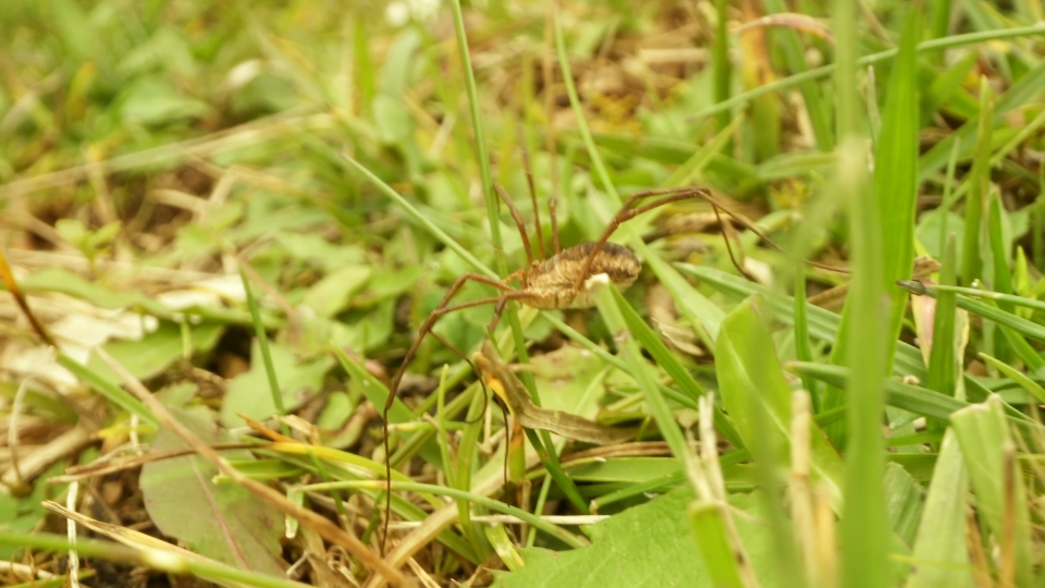 Ragno della campagna corre tra erba verde