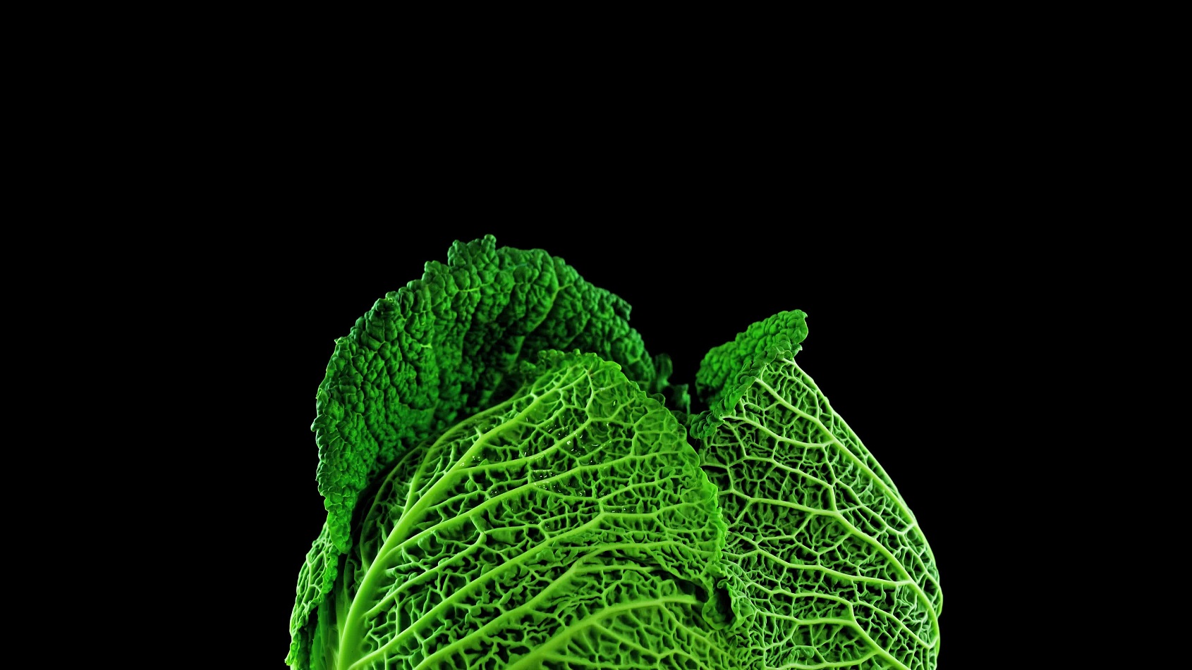 Green cabbage opens in stop motion