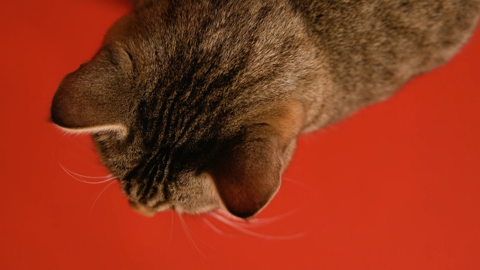 Gattino rosso carino seduto su sfondo rosso