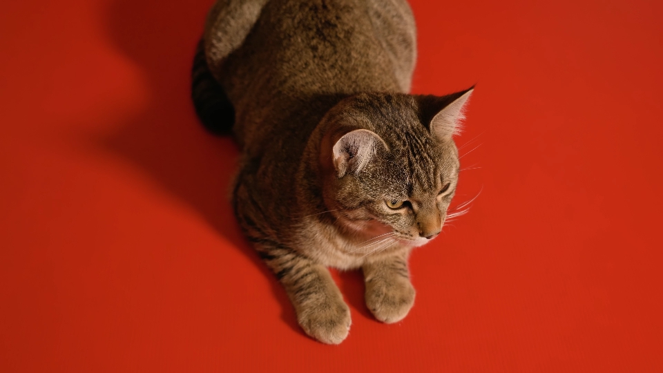 Giovane gattino grigio sdraiato su sfondo rosso