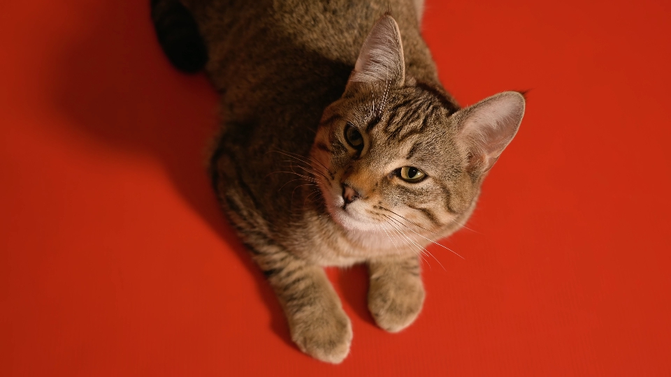 Young gray kitten lying on red background