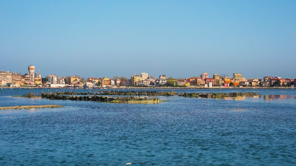 Fishing nets protrude from the water of the Venice lagoon