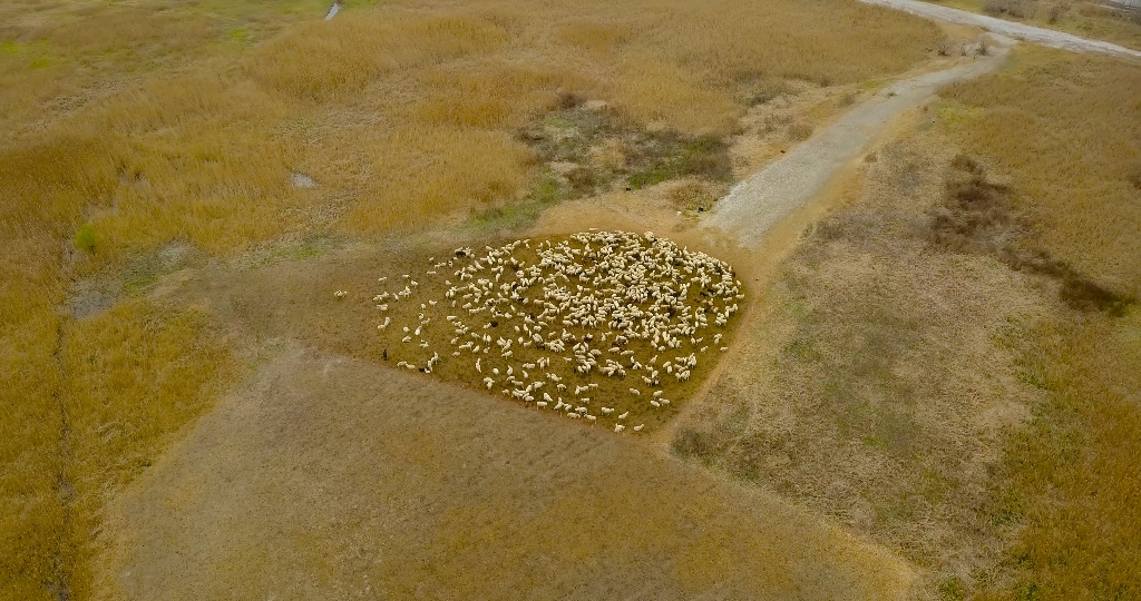Herd of a group of sheep in the middle of the green field