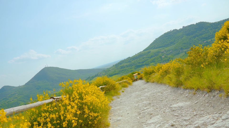 Sentiero sterrato tra il verde delle colline e della colza