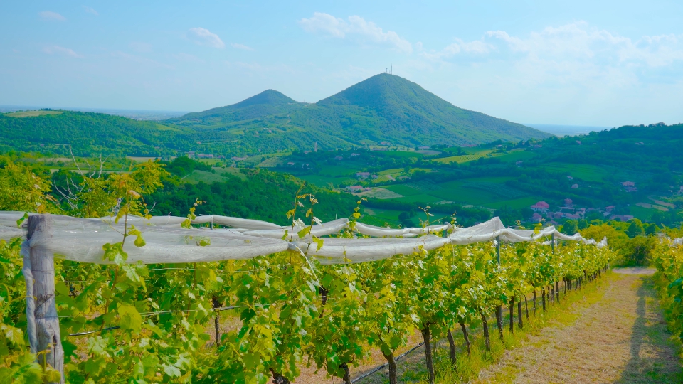 Vigneti sulle verdi colline italiane