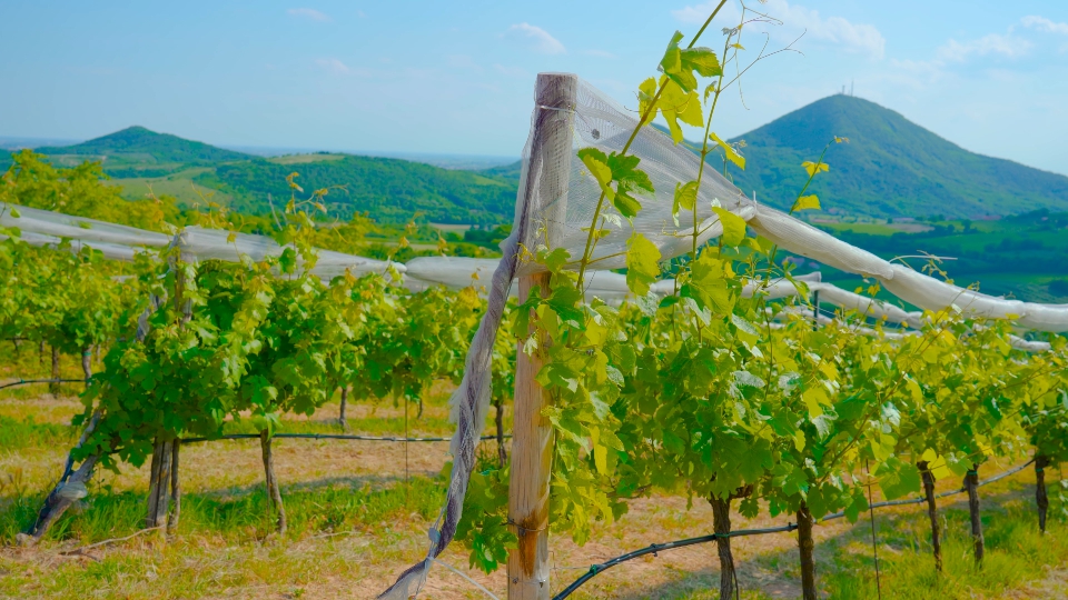 Green vineyards on the Euganean hills in summer