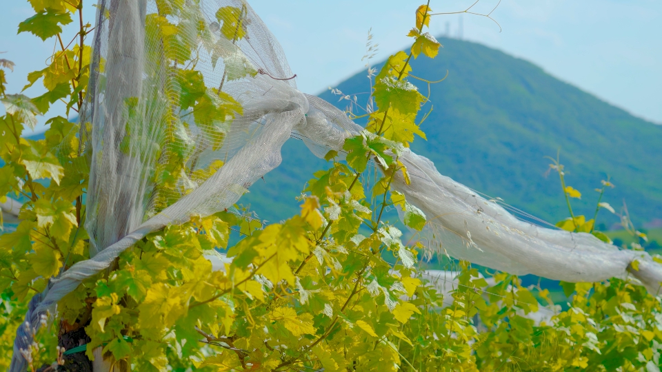 La pianta dell’uva verde cresce davanti alle colline