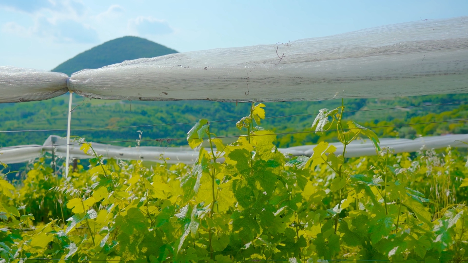 Cultivation of vineyards in the green hills