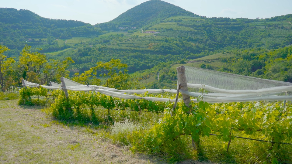 Vineyards among green summer hills