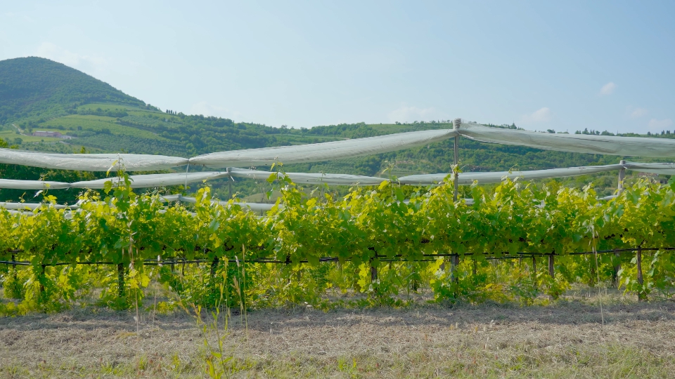 Italian green vineyards in the hills