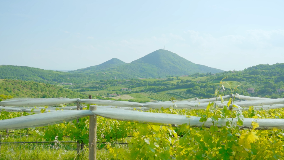 Green grape plants in front of the beautiful hills