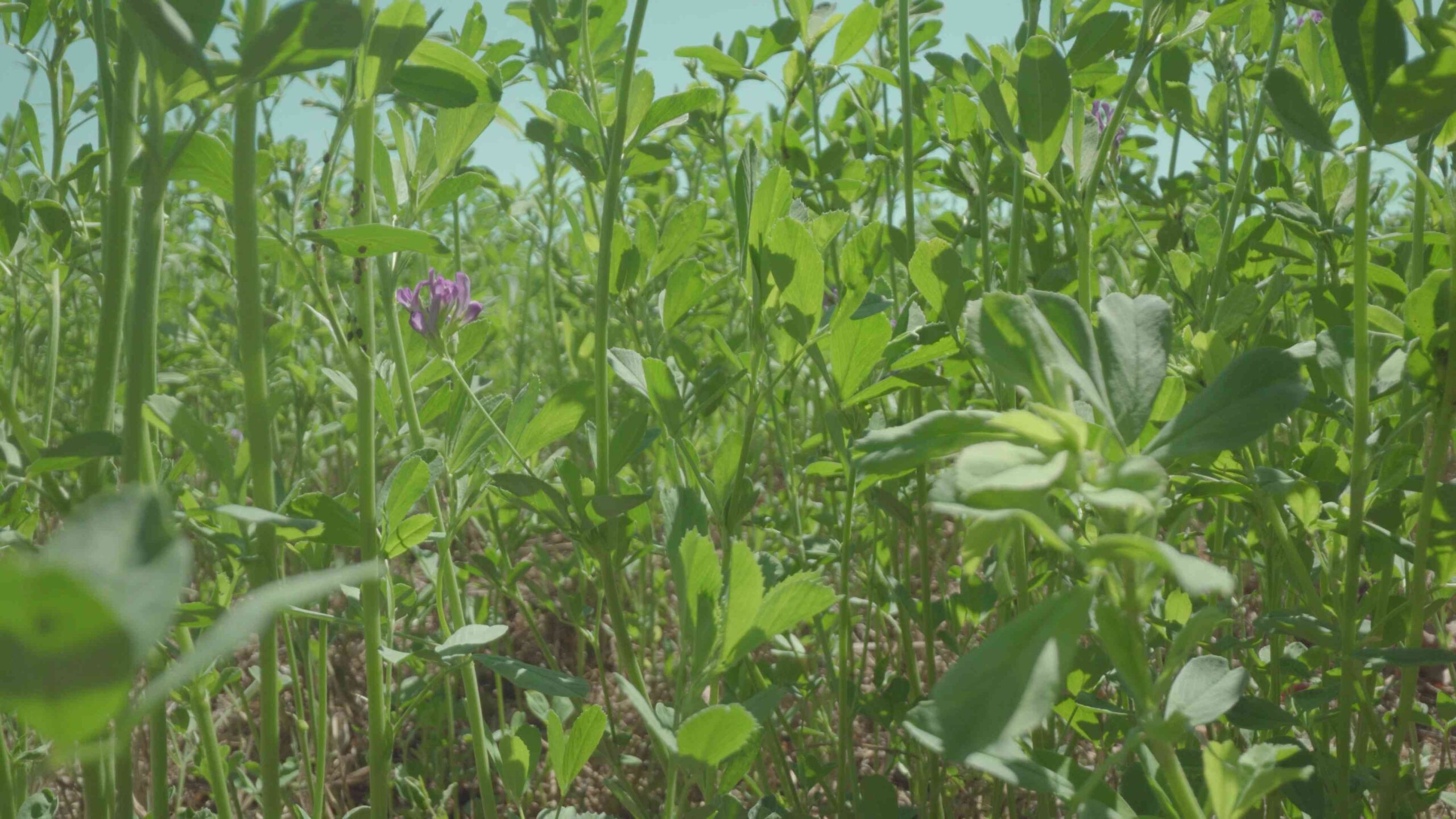 Pianta verde cresce nel terreno agricolo