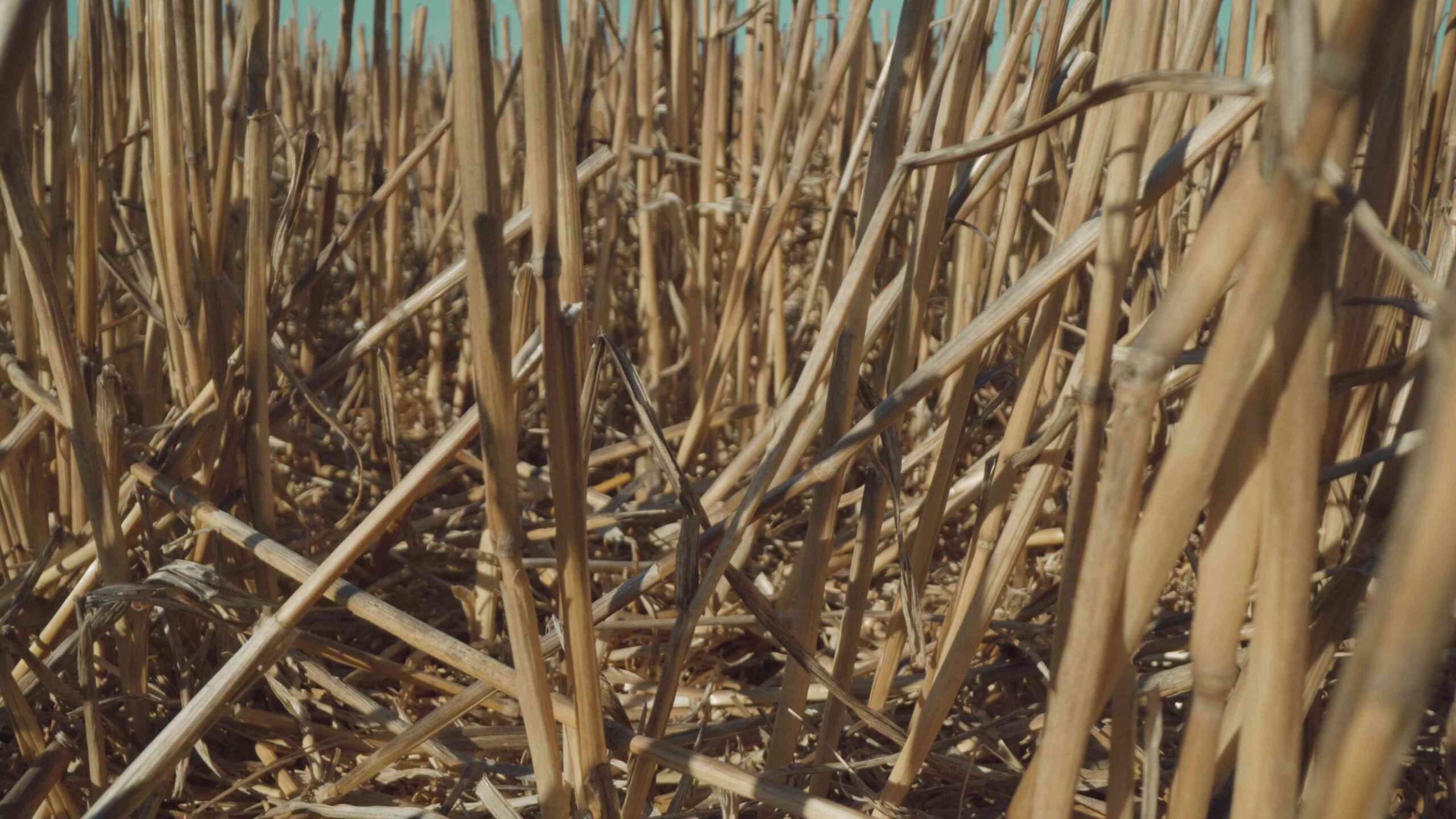 Wheat field with cut plants