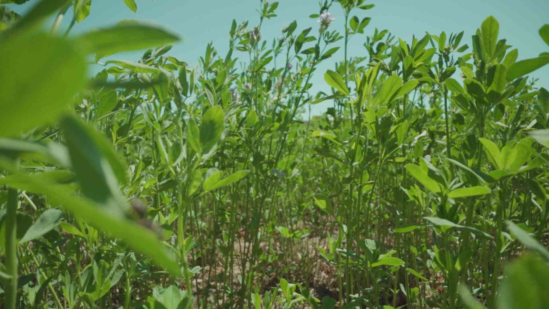 Erba medica si muove al vento