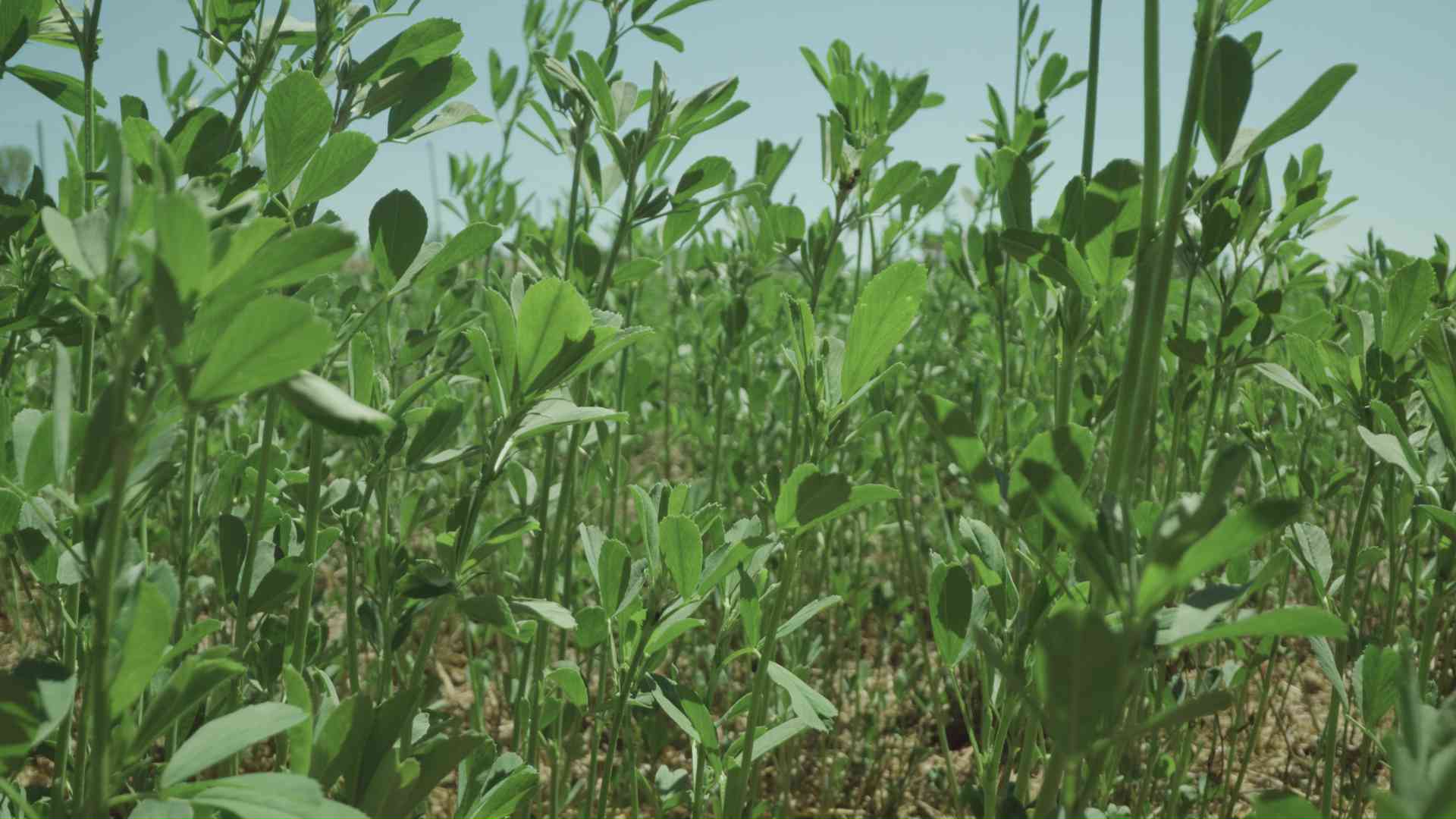 Medicago sativa verde al vento