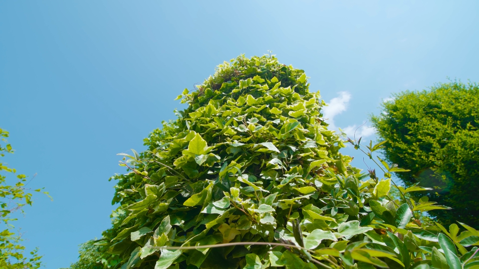 Round, tall green bush in the garden
