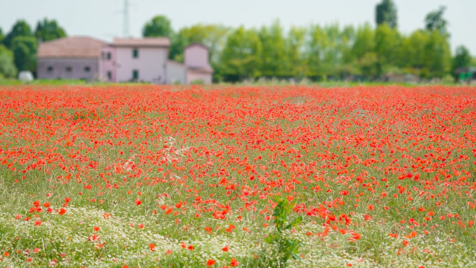 Bellissimo campo rosso di papaveri