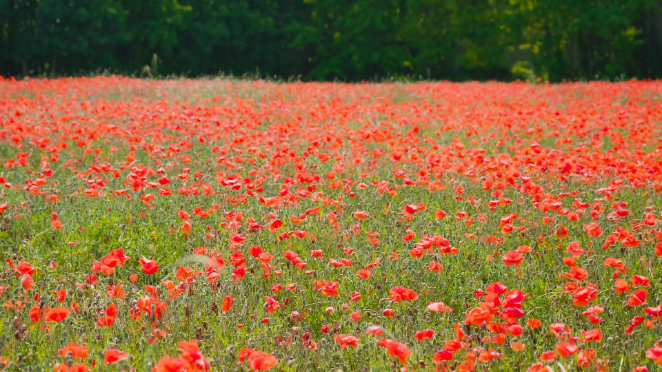 Papaveri: La Semplice Eleganza dei Campi di Fiori