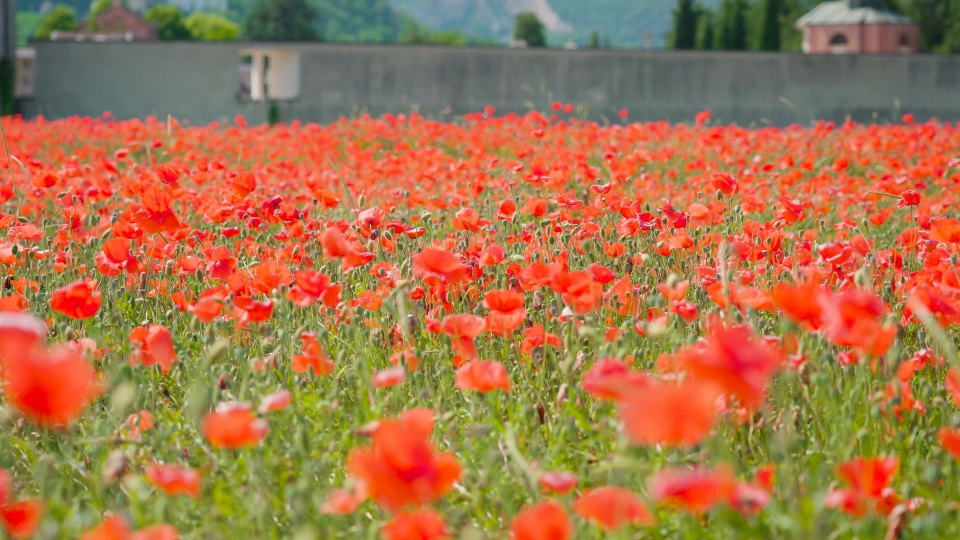Scroll among red summer poppies