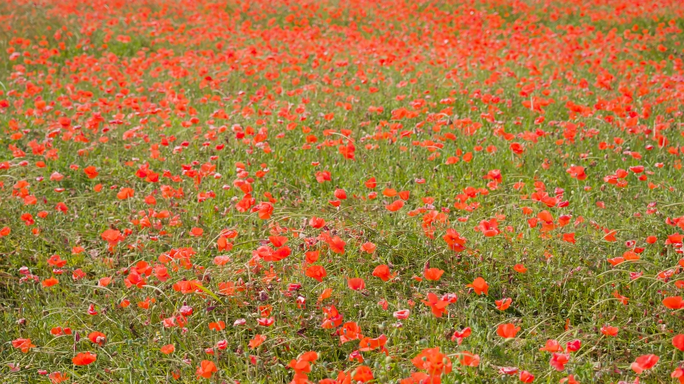Field of red flowers in the green grass