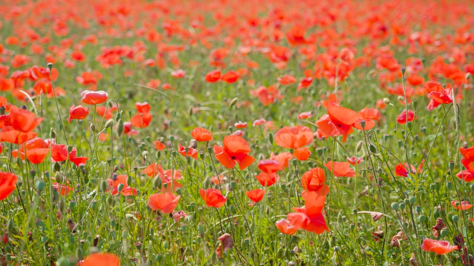 Field of red poppies among green grass