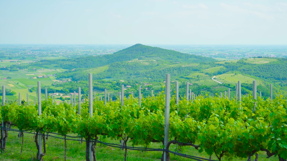 Verdi vigneti sulle splendide colline italiane