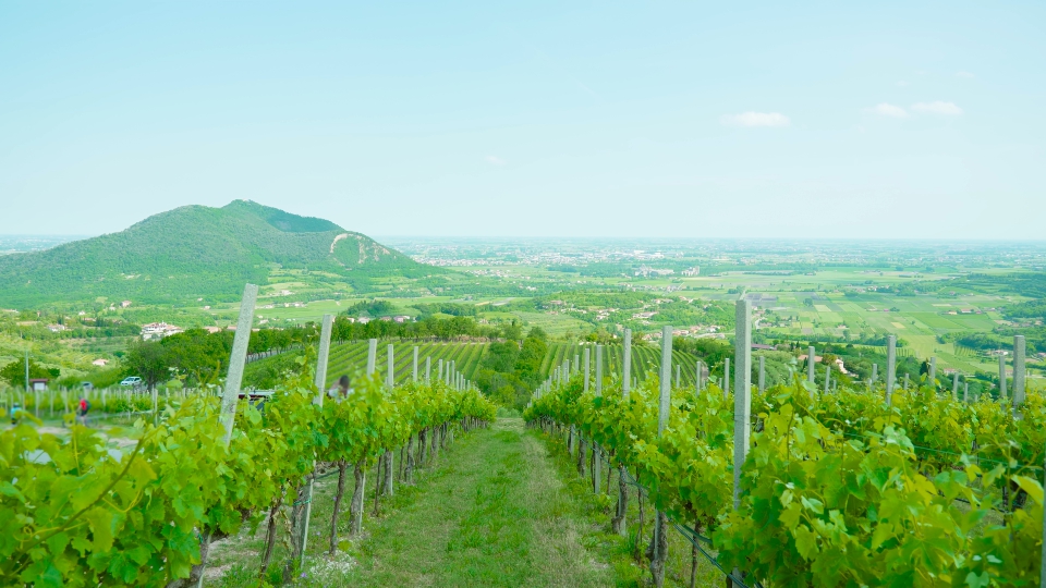 I vigneti crescono sulle verdi colline venete
