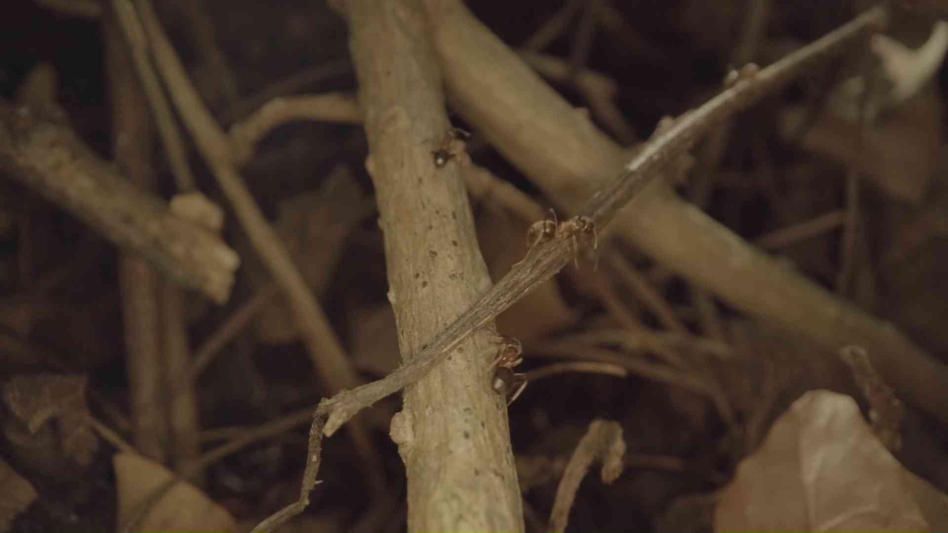 Formiche corrono sui rami caduti degli alberi