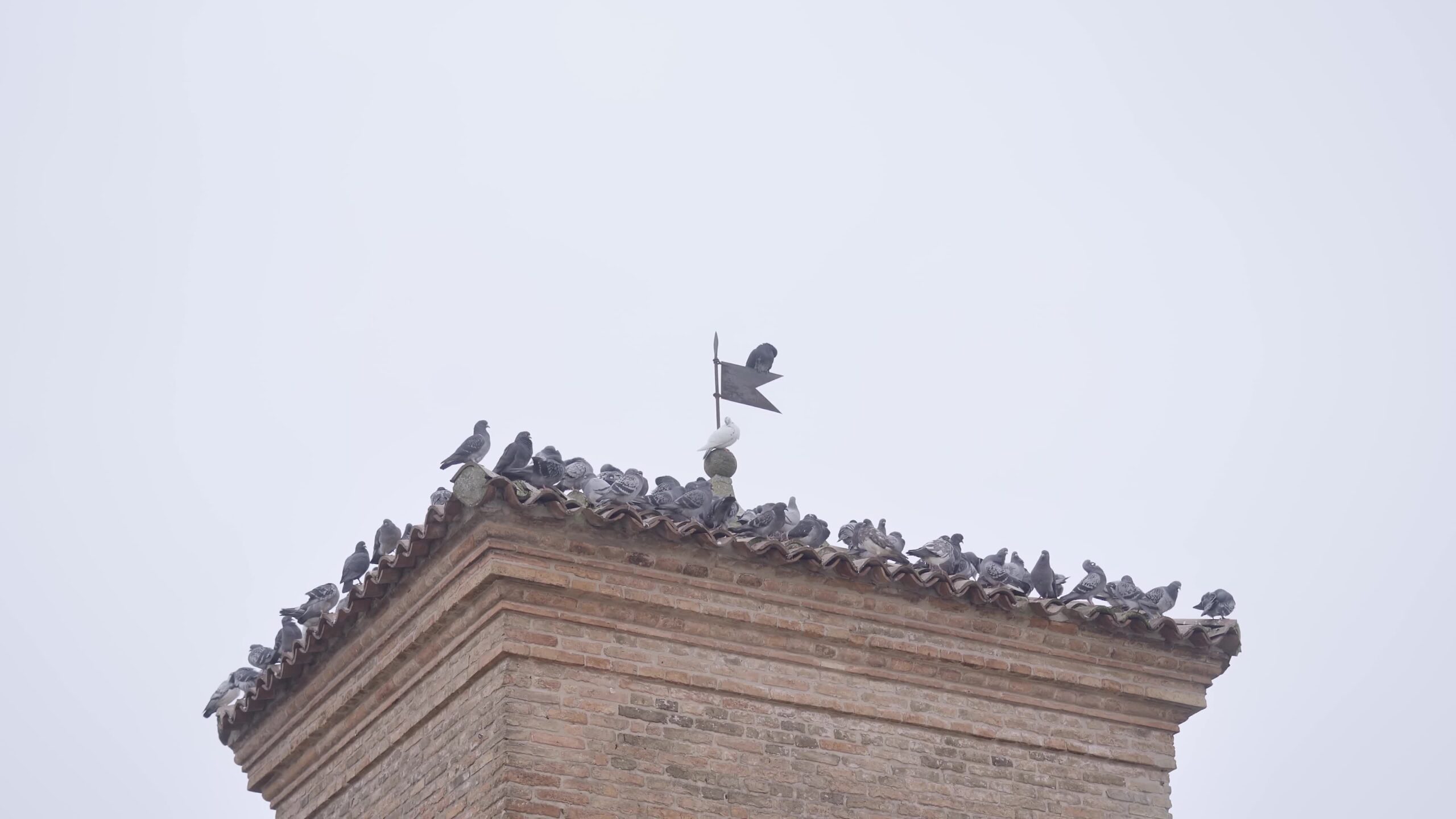 Piccioni seduti sul tetto