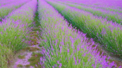 Enchanting Lavender Plantation
