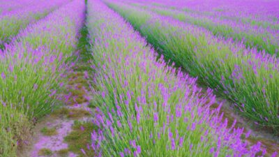 Campi di Lavanda Incantevoli