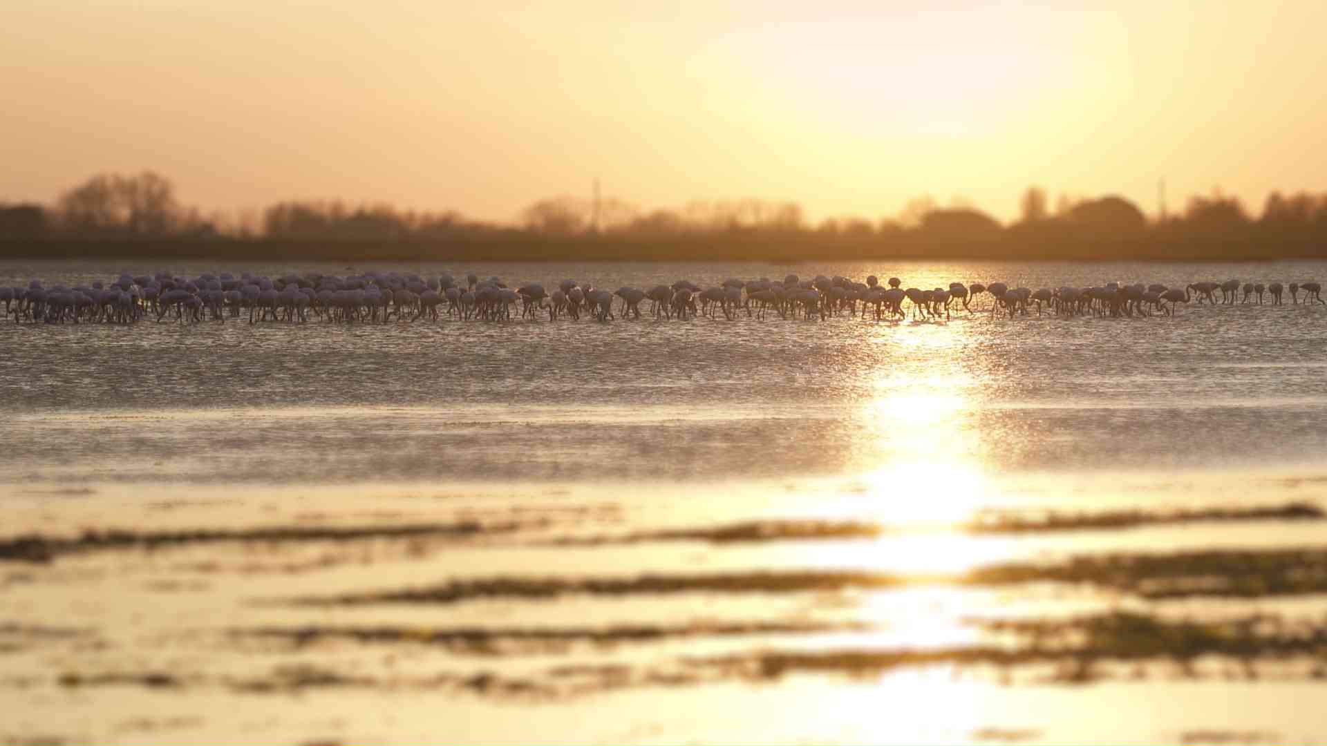 Pink flamingos in the lagoon