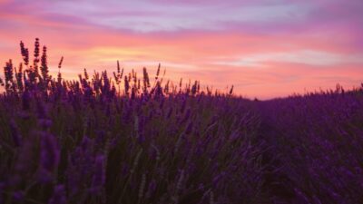 Movimento dentro piante di lavanda al tramonto