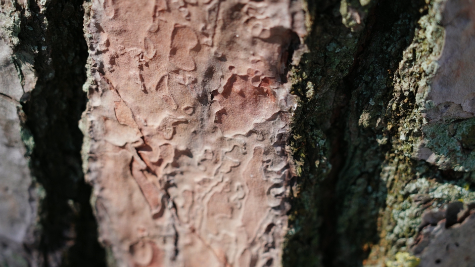 Corteccia dell’albero da vicino