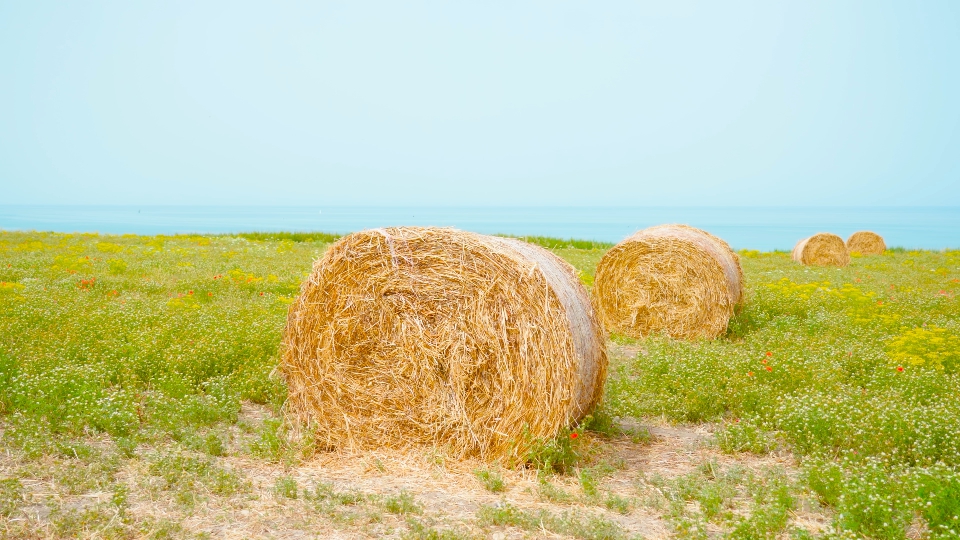 Bales of hay under the sun in front of the sea
