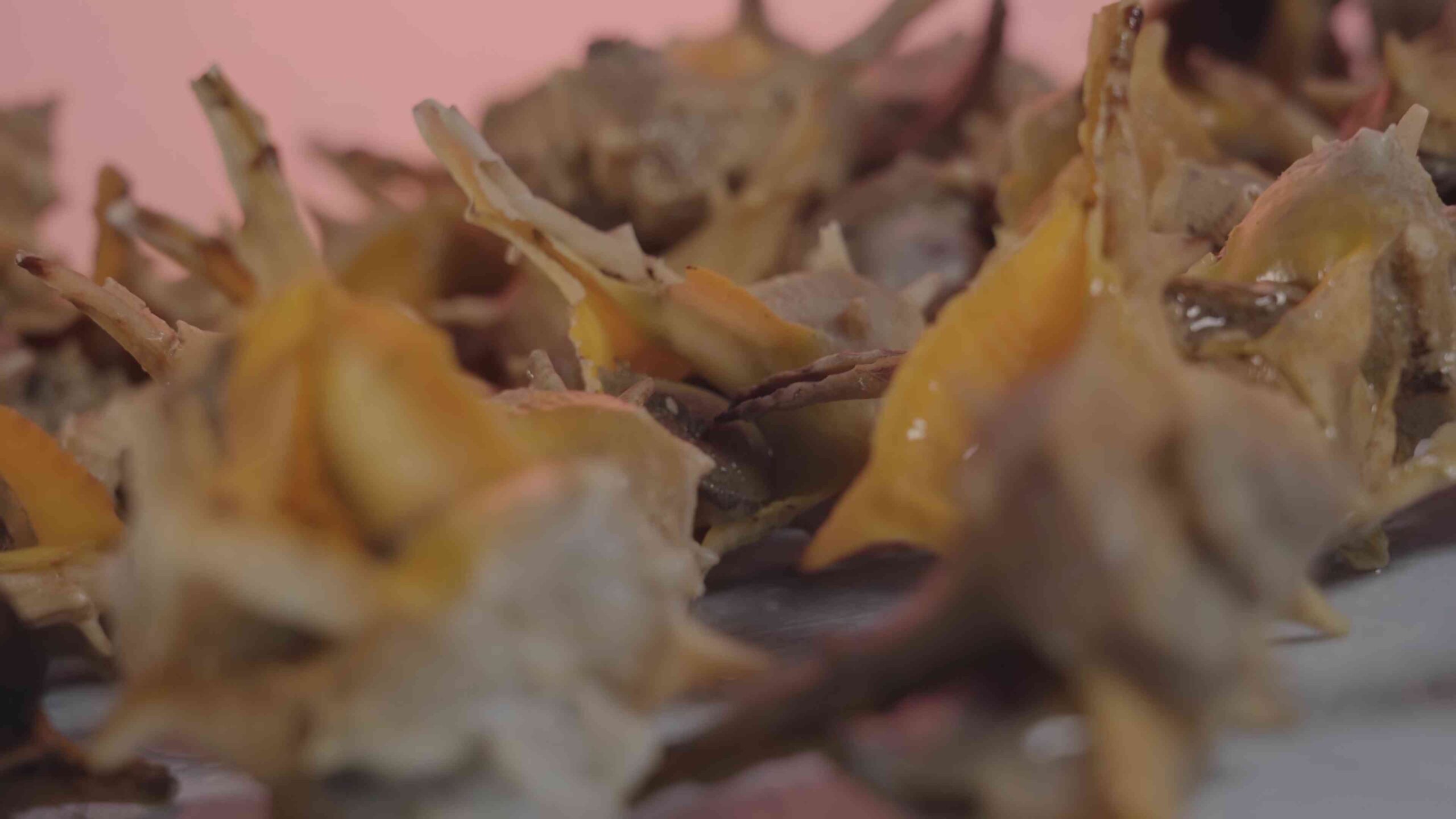 Conchiglie del mare sul tavolo