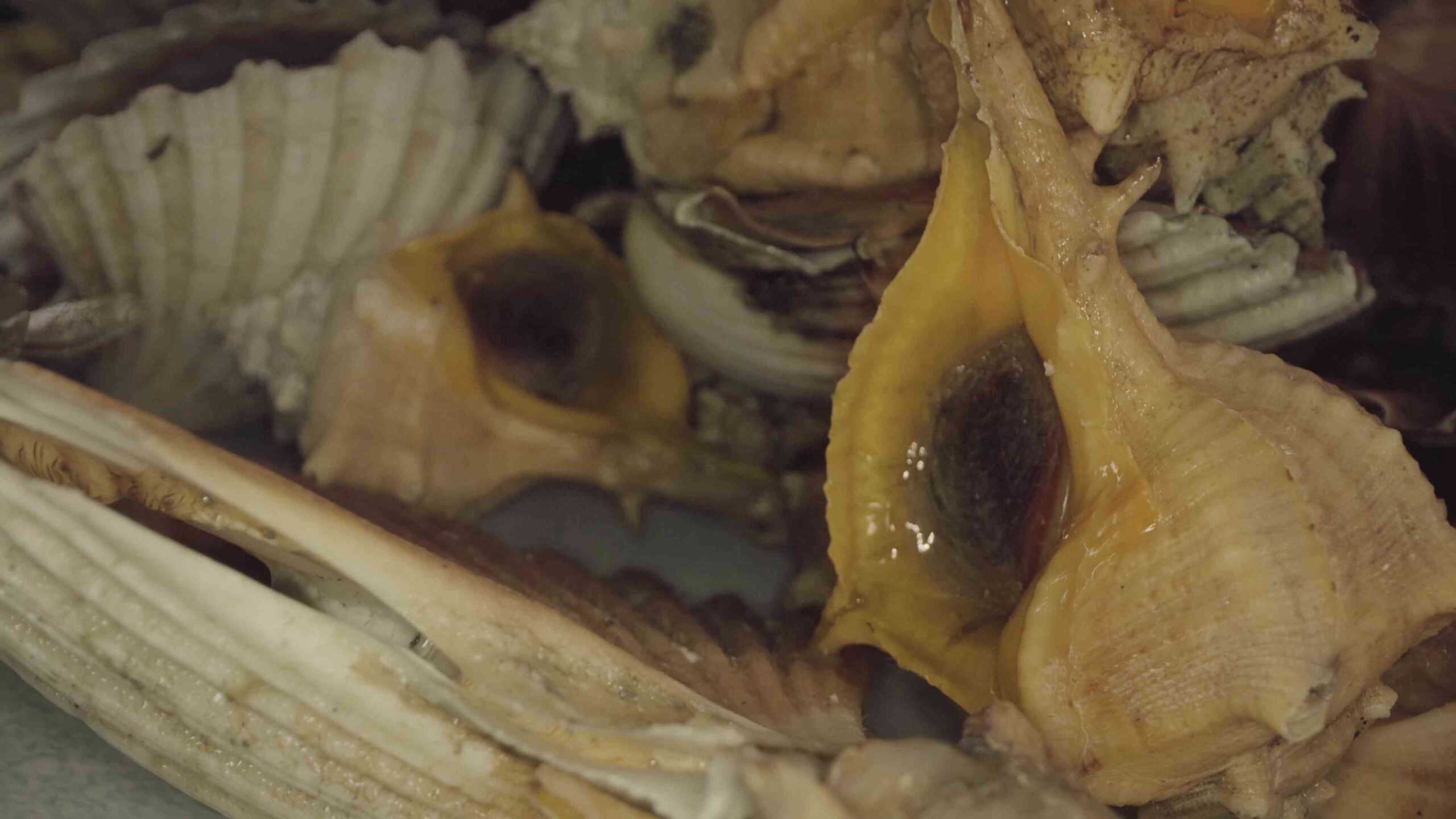 Live shells and molluscs