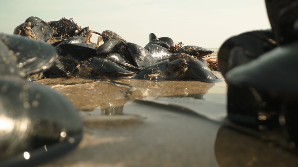 Mediterranean mussel on the beach