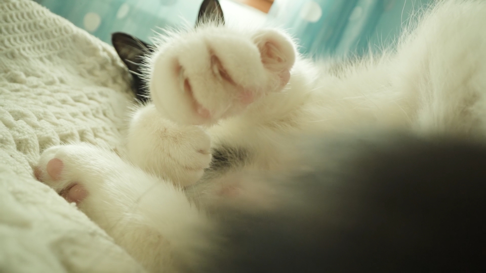 Cat lying in bed