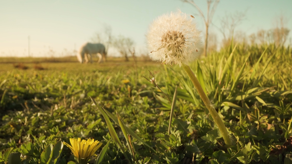 Dandelion among nature