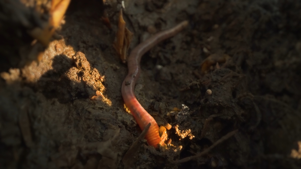 Worms: Nature’s Tiny Decomposers