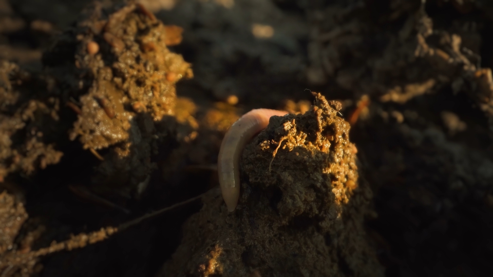 Worm tail moving
