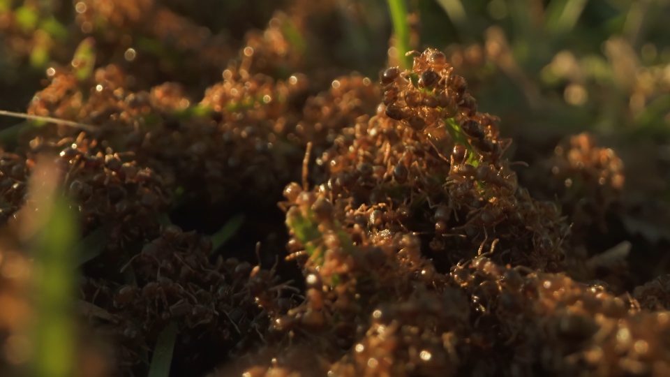 Newborn brown ants