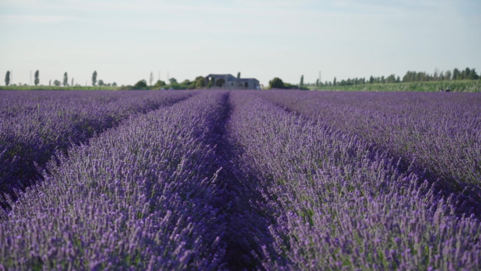 Lavender field